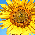 happiness-sunflower