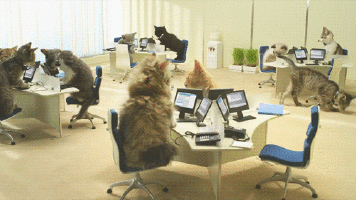 15 of the Best Workplace GIFs of All Time - TINYpulse