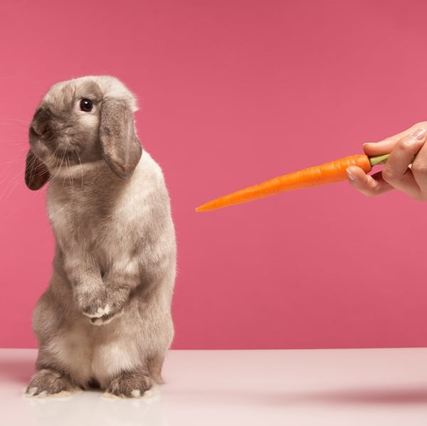A rabbit turns away from an offered carrot.