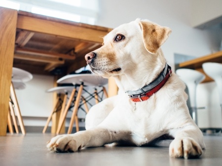 How These 13 Tech Companies Structured Their Dog Policy by TINYpulse