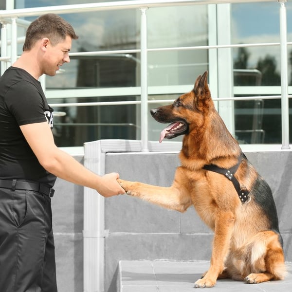 A dog shakes hands/paws with a security officer.